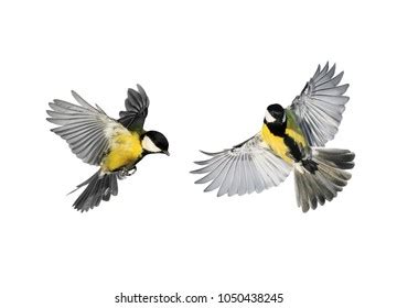 Couple Little Birds Chickadees Flying Toward Stock Photo 1050438245 ...