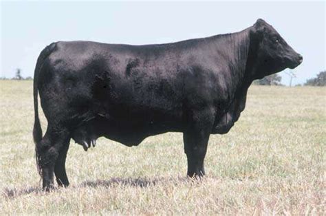 Brangus | breed of cattle | Britannica.com