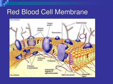 PPT - ABO and H Blood Groups PowerPoint Presentation, free download ...