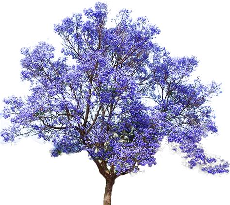 Jacaranda Tree Art