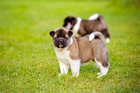 Akita Facts: 10 Things to Know About This Ancient Japanese Breed