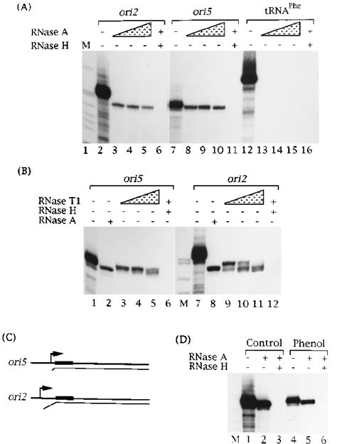 Structure of RNA-DNA hybrids formed on replication origins. (A) In ...