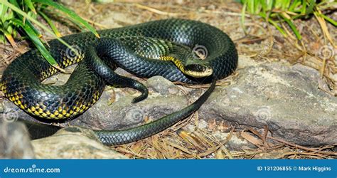 Yellow Bellied Black Snake from Australia Stock Image - Image of tongue, death: 131206855