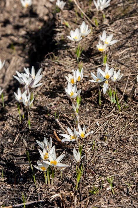 White crocus, snowdrop stock photo. Image of head, leaf - 122269696