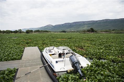 Invasive water hyacinth explodes on Hartbeespoort Dam – The Mail & Guardian