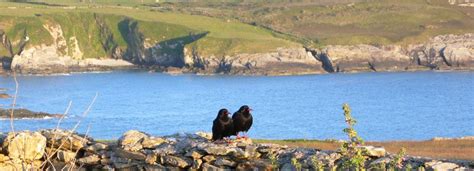 About Us « Anglesey Wildlife Walks