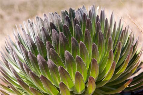 Small Lobelia Deckenii Stock Photo - Download Image Now - Close-up, Extreme Close-Up, Flower ...