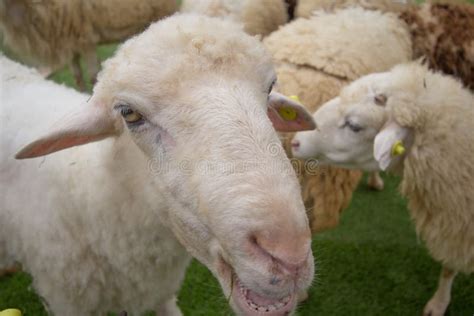 Curious sheep stock image. Image of flock, color, livestock - 47884459