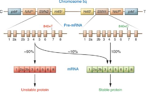 Figure 2 from Of SMN in mice and men: a therapeutic opportunity ...