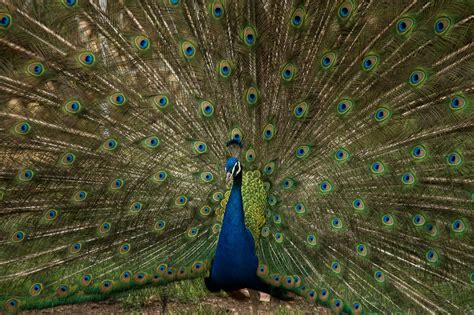 Peacock Free Stock Photo - Public Domain Pictures