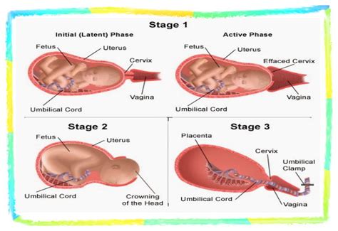 Active management of 3rd stage of labour - Sure Developers Team