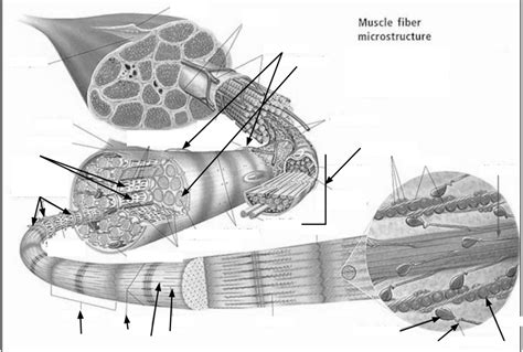 Muscle fiber diagram Diagram | Quizlet