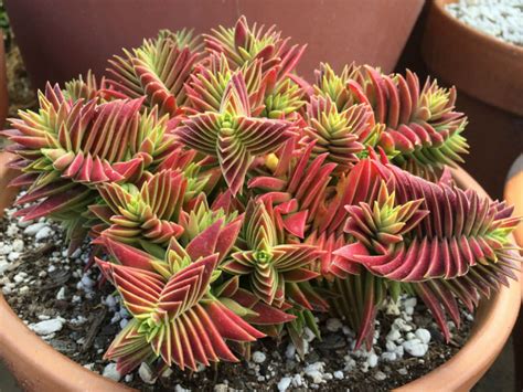 Crassula capitella subsp. thyrsiflora - World of Succulents