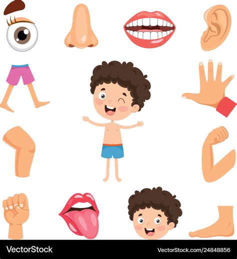 Human body Royalty Free Vector Image - VectorStock