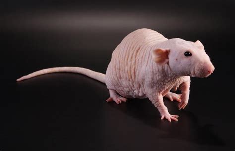 Hairless Pet Rat Facts, Lifespan and Care Guide | LoveToKnow Pets