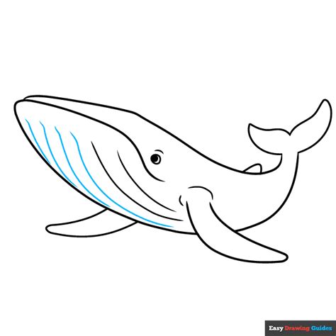 How to Draw a Blue Whale - Really Easy Drawing Tutorial