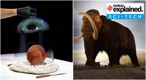 What a startup’s woolly mammoth meatball tells us about the future of ...