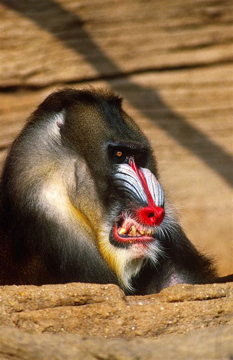 Mandrill Aggressive Display Photograph by Larry Cameron | Pixels