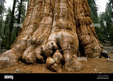 Giant Sequoia. Sequoia National Park. California. USA Stock Photo - Alamy