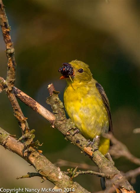 Photographing the Male Scarlet Tanager -My Nemesis Bird | Welcome to NancyBirdPhotography.com