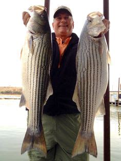 45 What A Catch! ideas | lake texoma, striper, striped bass