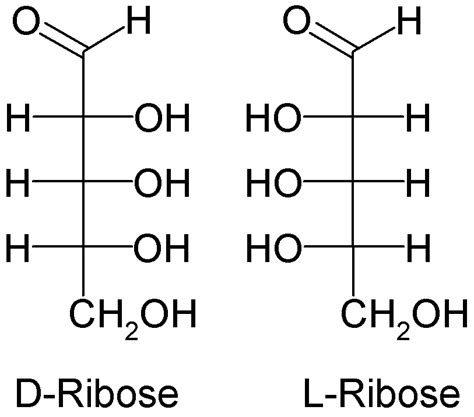 Difference Between Deoxyribose and Ribose | Compare the Difference Between Similar Terms