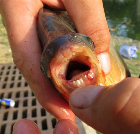 Lincoln Park Commons Pond News Kettering, Ohio: Pacu ( fish ) Caught August 26, 2012 Kettering ...