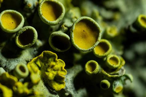 Ultraviolet Lichen Macro Photography - Xanthoria parietina