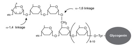 7. Glycogen Structure Flashcards | Quizlet