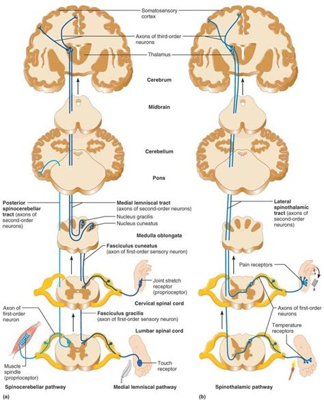 Somatosensory Pathways | Medical anatomy, Medical studies, Neurological assessment