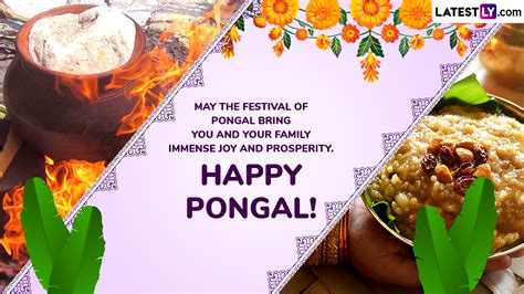 Thai Pongal 2025 Wishes: Share Happy Pongal Greetings With WhatsApp ...