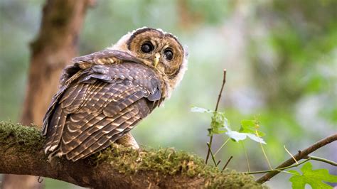 Northern Spotted Owls Bullied Onto California's Threatened Species List | Audubon