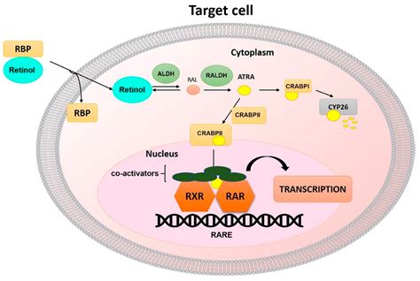 IJMS | Free Full-Text | The Pleiotropic Role of Retinoic Acid/Retinoic Acid Receptors Signaling ...