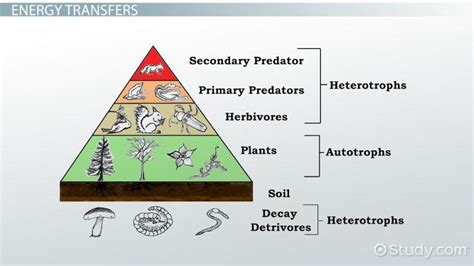 Energy Pyramid | Definition, Diagram & Examples - Lesson | Study.com