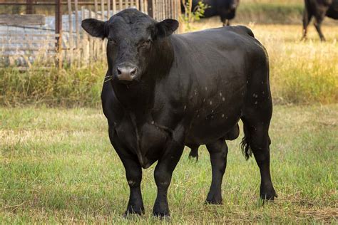 How Much Does a Cow Weigh? Sort by Type and Gender - A-Z Animals