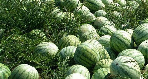 Best Ways To Start Watermelon Farming in Nigeria – Wealth Result