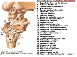 Protuberancia | PPT