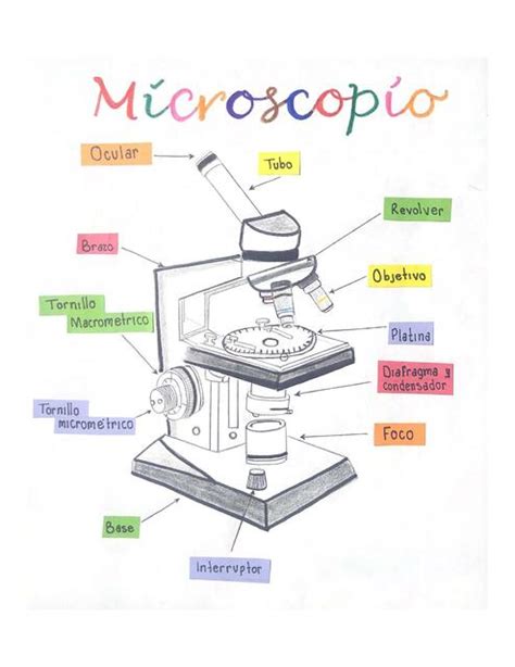 Trascender cubo Practicar senderismo partes del microscopio optico dibujo líder Artificial Superior