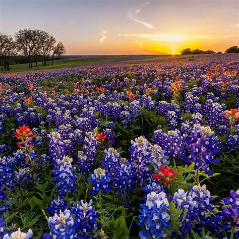 Texas Bluebonnet & Indian Paintbrush Seed Combo