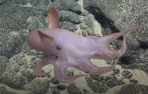 25 Awesome Dumbo Octopus Fun Facts