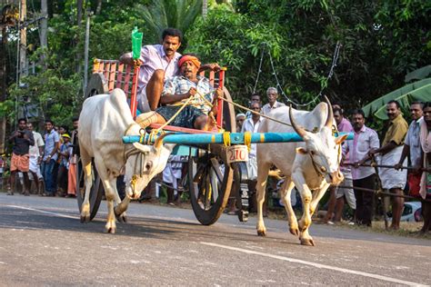 Bullock Cart Race in Kerala | AbinAlex | Legendary Photographer from India