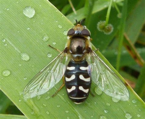 Insects of Scotland