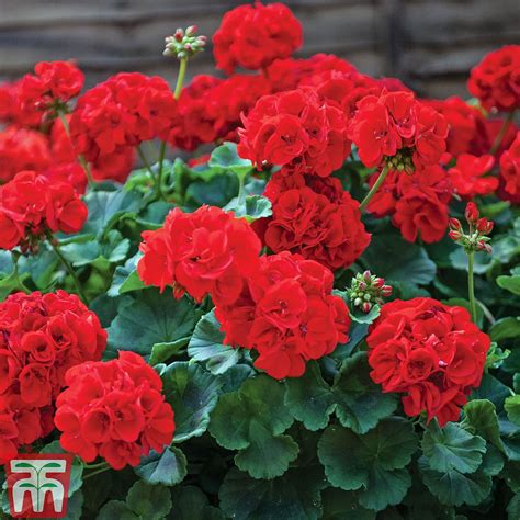 Geranium 'Best Red' F1 Hybrid plug plants | Thompson & Morgan