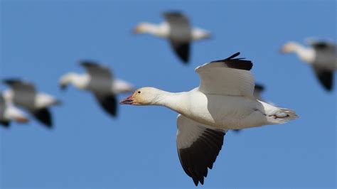 Avian Influenza Outbreak: Should You Take Down Your Bird Feeders? | All ...