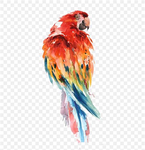 Parrot Watercolor Painting Bird Drawing Art, PNG, 564x847px, Parrot ...