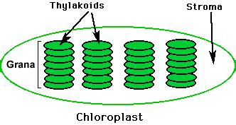 Basic Photosynthesis Review