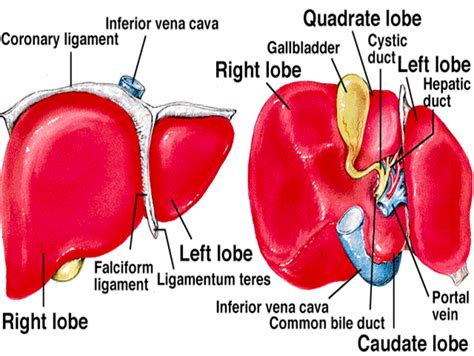 quadrate lobe of liver at DuckDuckGo | Anatomy organs, Anatomy and physiology, Liver