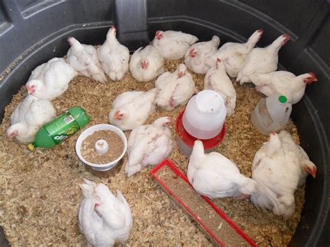 How To Raise Chickens for Meat - Tips & Pictures Raising meat chickens ...