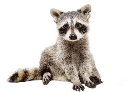 Funny Raccoon Sitting Isolated On White Photograph by Sonsedska Yuliia ...