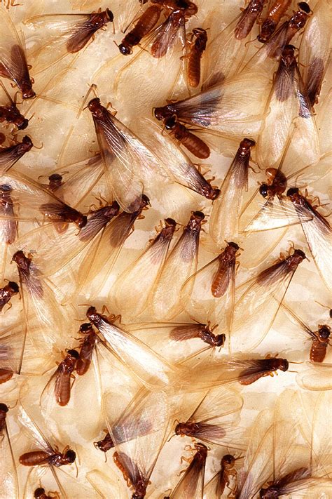 Termite Swarming: Winged Termites can Signal Active Colonies | Bain Pest Control Service